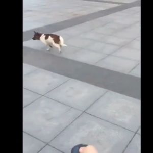 【Scare off 100 dogs】dog repeller ultrasonic 3 in 1 dog deterrent 45000HZ Anti Barking Stop Bark Device 驱狗器