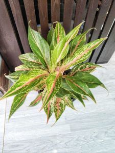 กวักมหามงคลใบแหลม Aglaonema ต้นไม้มงคล เสริมโชคลาภ ต้นไม้โชว์ใบสวยงาม ฟร์อมกอ จัดส่งพร้อมกระถาง 6นิ้ว
