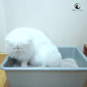 Olive Care Penghilang Bau Kotoran Kucing dan Anjing PET ODOR REMOVAL dengan Butiran Penyerap Bau Teknologi Aktif-Ganda