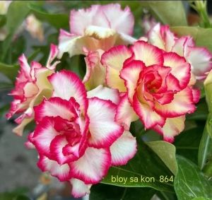 Adenium Kemboja Bonsai ID 864/富贵花