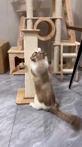 Sisal Cat Scratching Board Cat Scratcher Pole Cat Tree Scratcher pencakar kucing murah 貓抓板 不掉屑 貓抓柱