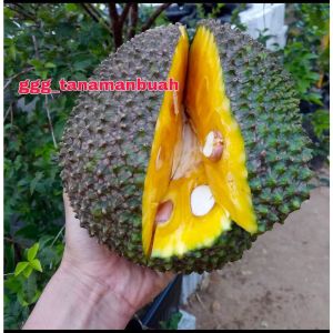 Bibit Nangka Madu Super Okulasi Berbuah Dalam Pot rimbun
