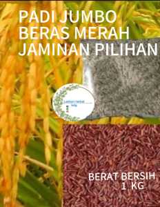 benih padi jumbo beras merah pilihan unggul 1 kg
