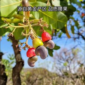 LAOJIEKOU | Roasted Cashew Nuts with Skin 500g