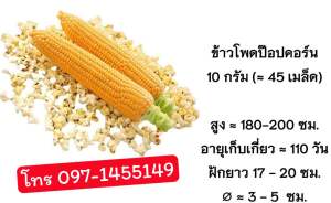 เมล็ดพันธุ์ข้าวโพดป๊อปคอร์น บรรจุ45-50เมล็ด
