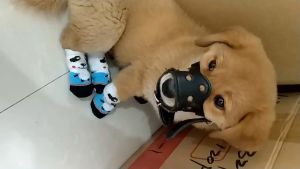 Rọ mõm Chó bằng da (Không chọn size theo cân nặng) mẫu mới - Hara Pet Store
