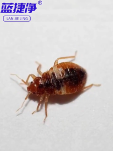 2025 Bed Bug Killer Spray 🐞 bunuh serangga + telur confirm bersih 500ml Bed bug spray No smell no trace just safety Dust Mite Spray 100% effective Mite Control Spray Bedbugs killer Repellent 除螨喷雾剂 螨虫喷雾剂 臭虫喷雾 Ubat pepijat Pembasmi pepijat