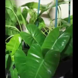 Philodendron Burle Marx Green
