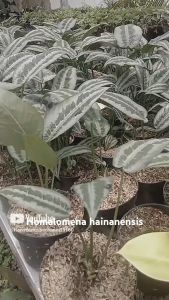 tanaman hias Homalomena Schismatoglottis Hainanensis