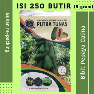 Bibit Pepaya Calina isi 250 butir / 5 gram - PUTRA TUNAS