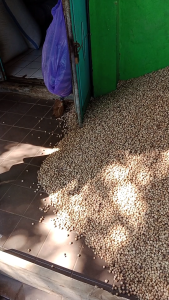 Kapulaga Alami / Kapulaga utuh kering super 100 gram /kapulaga Rempah murah