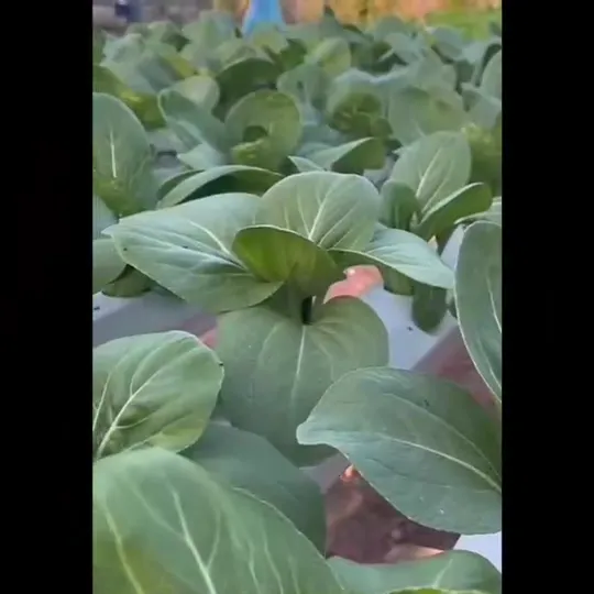 เมล็ดพันธุ์ CHIATAI ผักบุ้งแก้วเย็นตาโฟ O161 สำหรับปลูกผักสวนครัว