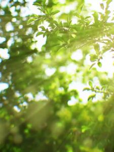 Mini Cat Claw Fan - พัดลมเล็บแมว & พัดลมพกพา - รุ่นใหม่ - พกพาสะดวก