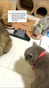 80g Feline Gourmet Pouch Cat Wet Food Pet Essentials Accessories All Stages Adult Kitten Cats