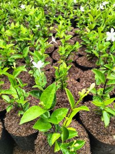 White Angel/Snow Flake