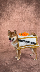 ชุดคอสตูมโลงสะเดาะเคราะห์ต่อชะตา (Thai Casket Costume) ชุดหมาแมว ฮาโลวีน | CLAWSET.BKK