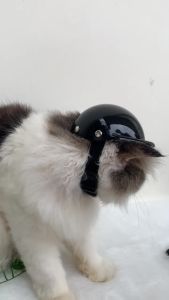 Helm Anjing Kucing - Pet Helmet - Helm Hewan Peliharaan - Bahan Berkualitas