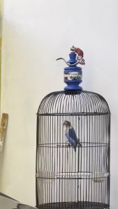 Mangcor Mangap Gacor Vitamin Burung Lovebird Lomba Obat Titik Hormon Birahi Ketingkat Maksimal
