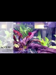 Table Top Fish Tank Set Aquarium Fish Aquarium Small Fish Tank Aquarium Tank Fish Tank Full Set Small Self-Loop Mute 鱼缸