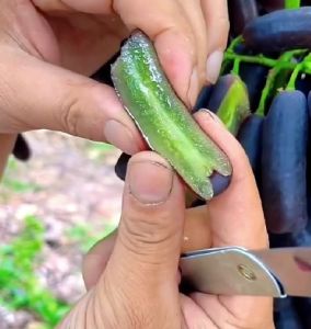 Guide to Using Gibberellic Acid 10% & 20% Tablets for Seedless Grape Growth