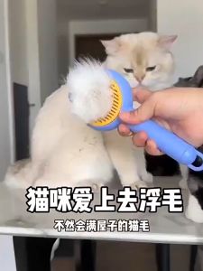 Lược chải lông cho mèo tai thỏ bàn chải lông cho thú cưng