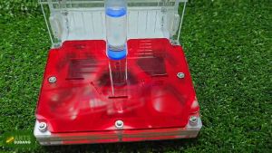 Ant Nest Starter Kit + Ant Colony Type 12 (HEXAGON DESIGN FLAT NEST)