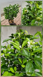 Cây tắc ăn quả vừa làm cảnh mỗi nhà nên có 1 cây cho món nước chấm thêm ngon tuyệt