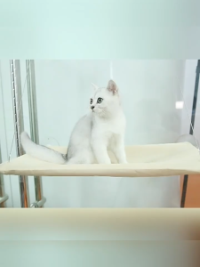 เปลญวนแมว เปลแมวติดกระจก XL รับน้ำหนักได้ถึง 20 kg เปลแมว ที่นอนแมว เปลแมวติดหน้าต่าง ติดกระจก ที่นอนแมว