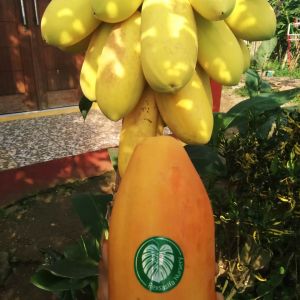 BIBIT PEPAYA GOLD/EMAS (50 BIJI)100% RIELPIC BIJI PEPAYA GOLD  BIBIT UNGGULAN/PILIHAN