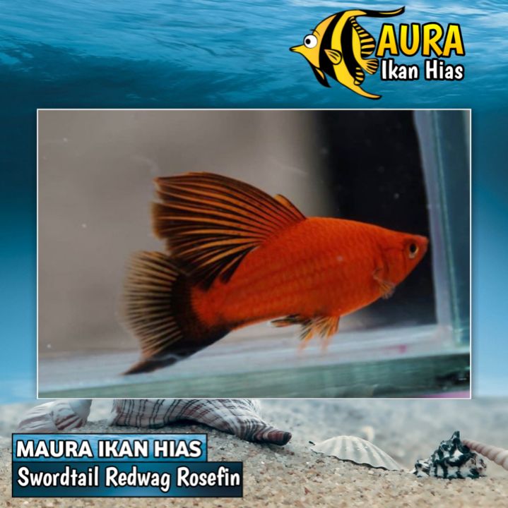 PLATY REDWAG ROSEFIN/ DORSAL BUNGA//HIASAN AQUARIUM | Lazada Indonesia