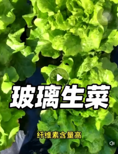 Biji Benih Salad Kaca(300 Seeds)/玻璃生菜种子/Glass Lettuce Seeds