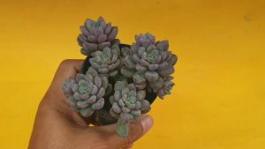 ต้นไม้อวบน้ำ กุหลาบหิน แกรปโตเวเรีย เพิลเพิล ดรีม Graptoveria Purple Dream