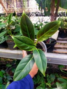 Tanaman Philodendron Subhastatum / Philo subhastatum