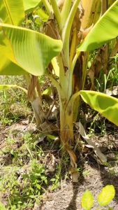 หน่อกล้วยน้ำว้า กล้วยพันธุ์มะลิอ่อง หน่อกล้วยมะลิอ่อง หน่ออวบ แข็งแรง ปลูก 8-10 เดือน ให้ผลสุกที่มีเนื้อแน่น กล้วยเป็นผลไม้สารพัดประโยชน์ ดีต่อสุขภาพ