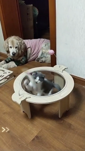 โดมอะคริลิคแมว สำหรับบ้านแมว DIY 30cm หลุมอวกาศแมว หลุมแมว หลุมอวกาศแมว คอนโดแมว ที่นอนแมว