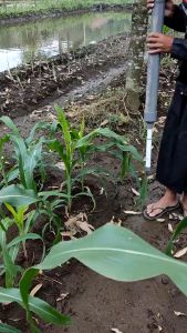 ALAT BANTU PENABUR PUPUK ANTI SAKIT PINGGANG