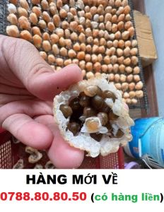 Trứng Ốc Thái Lan 50 Tổ tặng 1 con trưởng thành 5-7 con 1kg