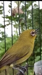 "DEXPRO 87 50ML" INSTANT PERFORMAVITAMINSUPLEMENNUTRISIPENGGACOR BURUNG PLECI