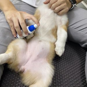 Thuốc trị nấm ve rận ghẻ chó mèo Alkin Mitecyn - Mọi dòng chó Poodle Pom Pug Corgi v.v. | BossDog
