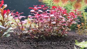 Ludwigia Sp Super Red  玫瑰叶底红/ Aquatic plants/Tumbuhan Akuatik