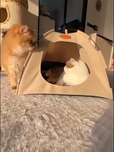 Cat Dog Pet House Pet Tent Bed Tent Bed Contain Mat Foldable Waterproof Portable Home Bed for Pet