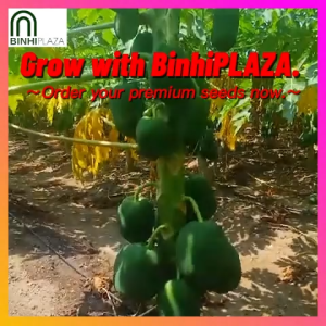 BinhiPLAZA™ - Premium Papaya for Farm (20 Seeds) for Planting Vegetable Plants Instructions Red Baby Farming Plant Seed