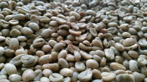 Green Bean Arabika | Arabika Argopuro | Arabika natural