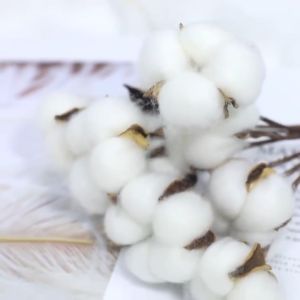 (10 tangkai) Bunga Kapas Cotton Dried Flower