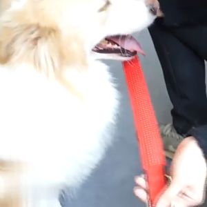 Big Dog Collars: Comfortable & Adjustable Options