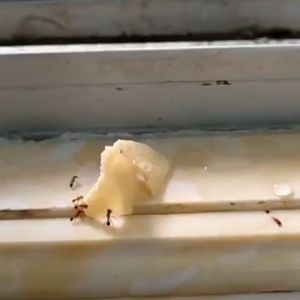 Racun Semut Bubuk Killing Bait Powder | Serbuk Obat Pembasmi Sarang Semut Ampuh |Umpan Pembasmi Semut Paling Ampuh/Bubuk Racun Anti Semut Insect Killing Bait untuk Basmi Semut di Rumah/Efektif dan Cepat Basmi Semut di Rumah | Garansi Mati di Tempat