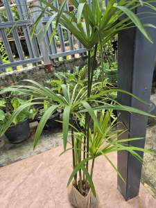 ต้นพันธุ์กกราชินีพร้อมปลูกในถุงดำ สูง50-70 cm