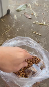 เมล็ดพันธุ์มันแกว มันเภา 1กโลกรัม