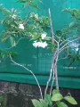 Scented Pandakaki,, stable. 