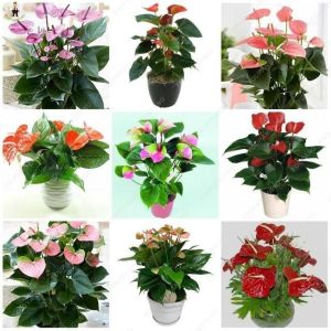 PAKET HEMAT 9 ANTHURIUM MIKIMOS BUNGA MIKIMOS TANAMAN HIDUP ANTURIUM MIKIMOUSE